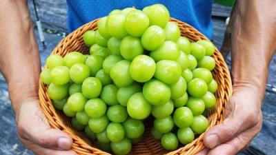 ✨지금이 기회! 역대급 샤인머스켓 포도 특가 후기🍇